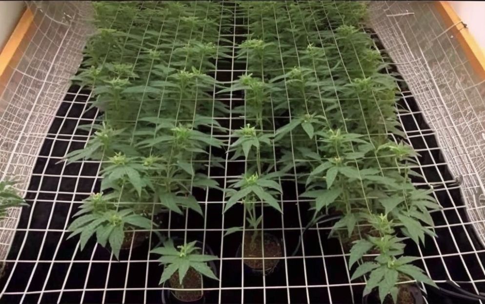 cannabis scrogging