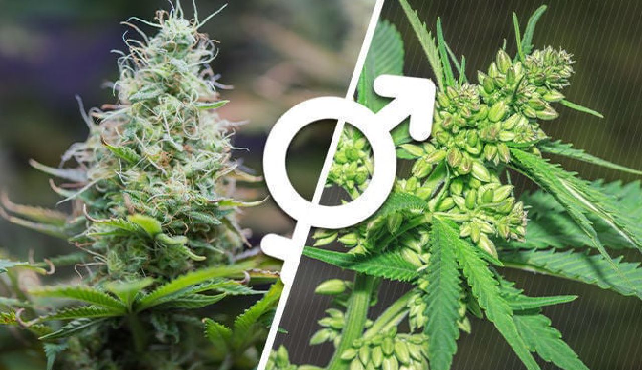 how to spot male cannabis plant