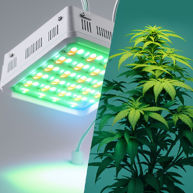 marijuana growing lights