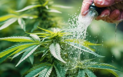 Over-Watering Cannabis Plants