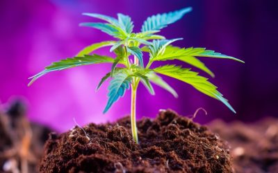 Cannabis Plant Life Cycle